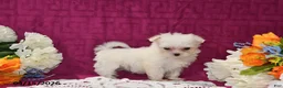 Maltese dogs for sale: Chloe - Ad 1
