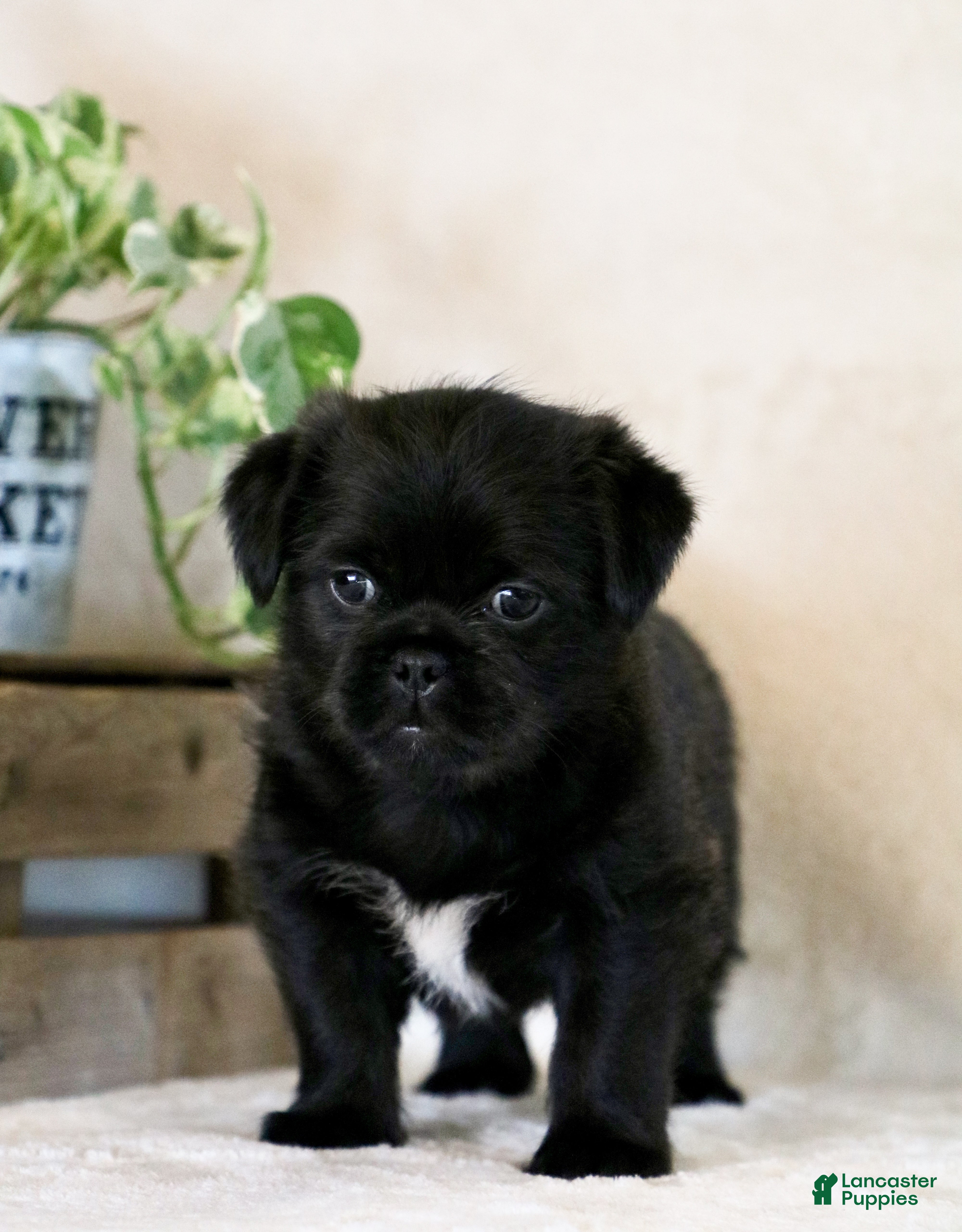 Mixed Breed dogs leo - Ad 36