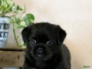 Mixed Breed dogs leo - Ad 36