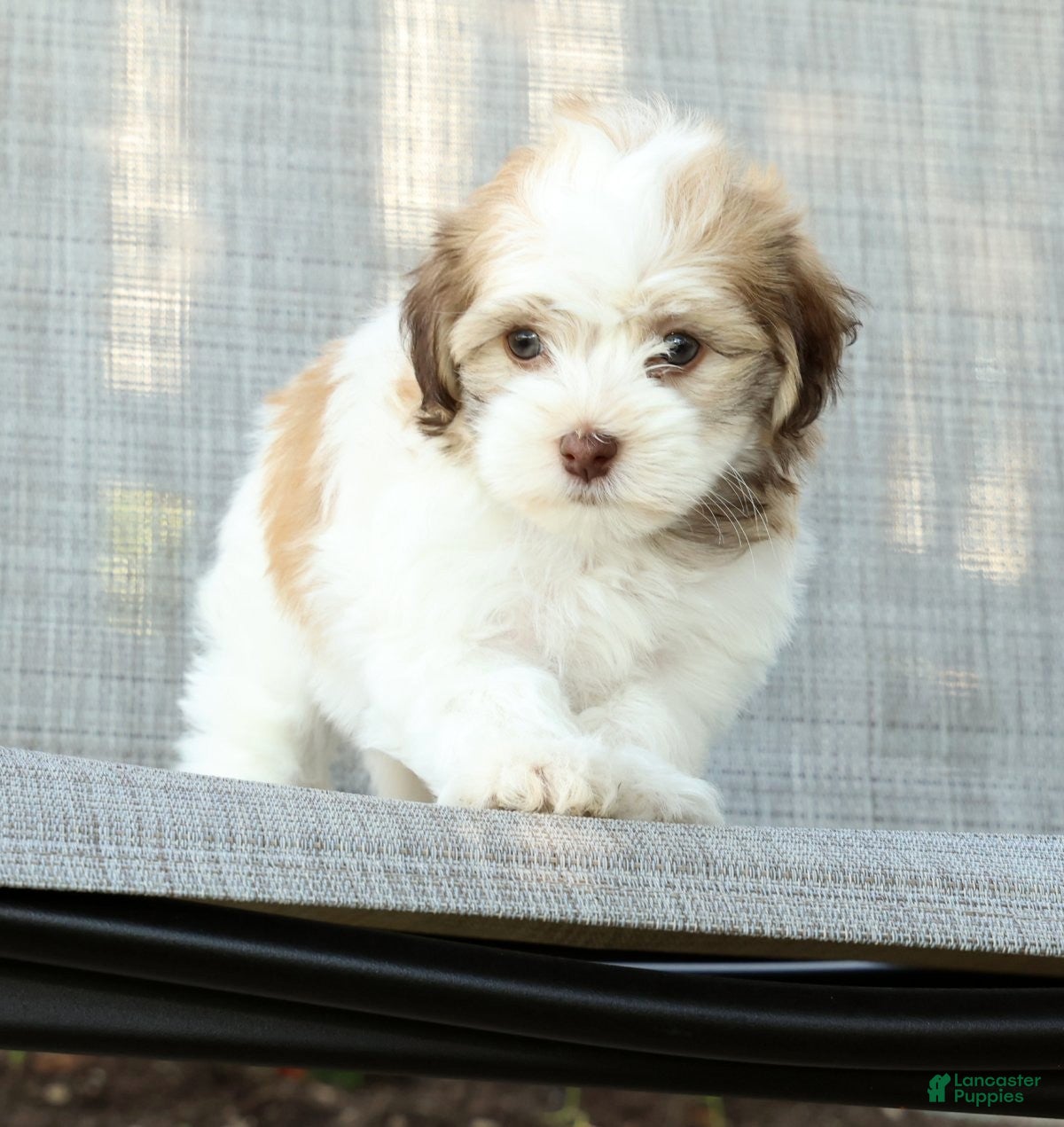Havanese dogs for sale: Leeda - Ad 6
