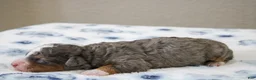 Mini Bernedoodle dogs for sale: Simba  - Ad 4