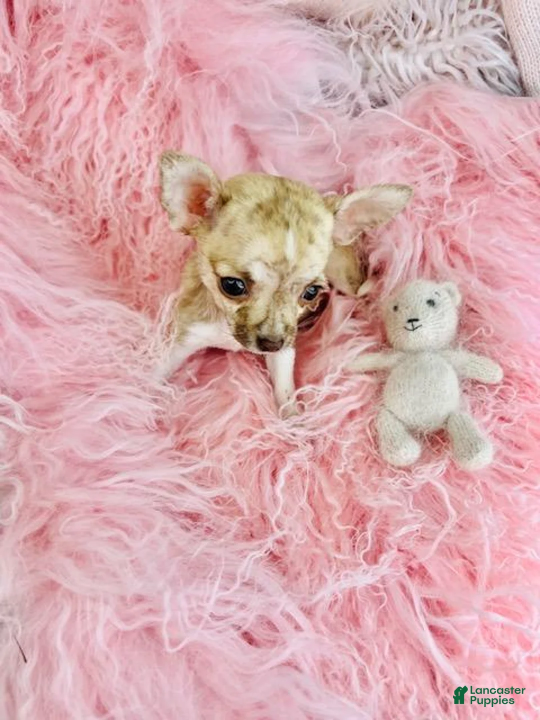 Chihuahua dogs for sale: Chihuahua Puppy 1 - Ad 4