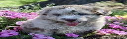 Mini Aussiedoodle dogs for sale: Dexter - Ad 2