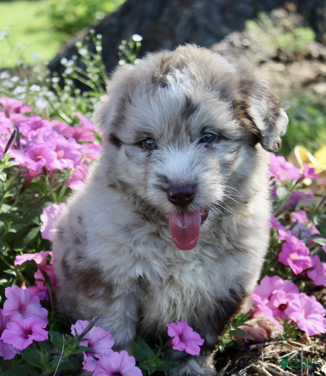Mini Aussiedoodle dogs for sale: Dexter - Ad 2