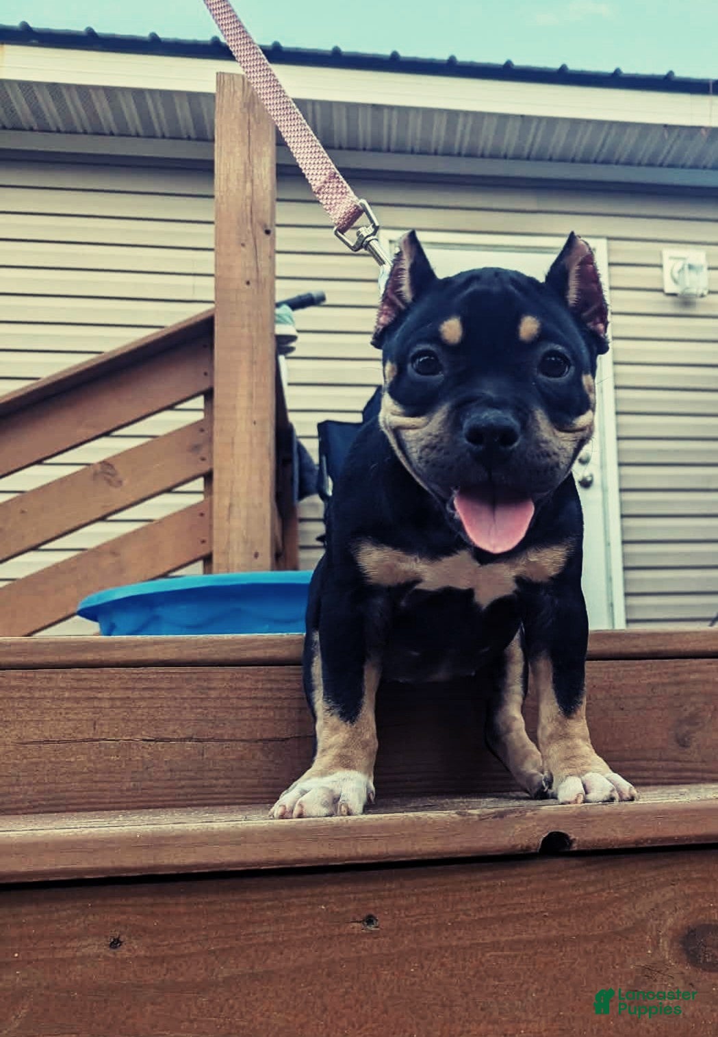 American Bully dogs American Bully 4 - Ad 42