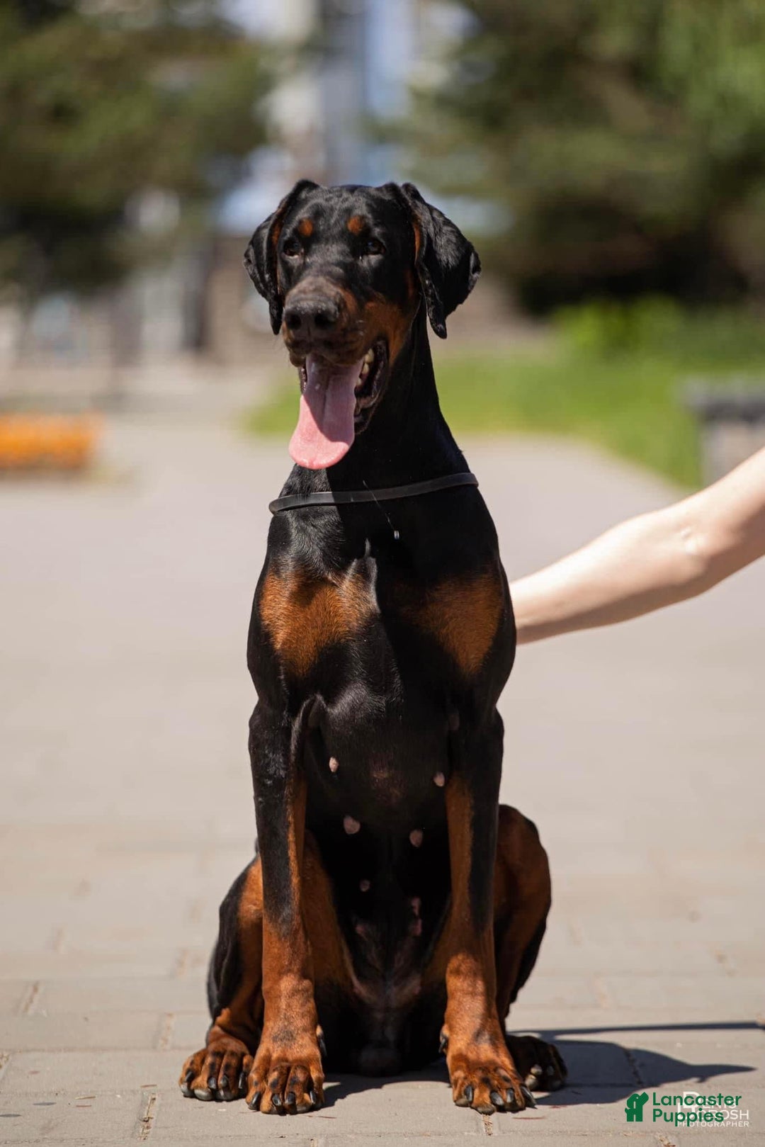 Gallery Image {{count}}