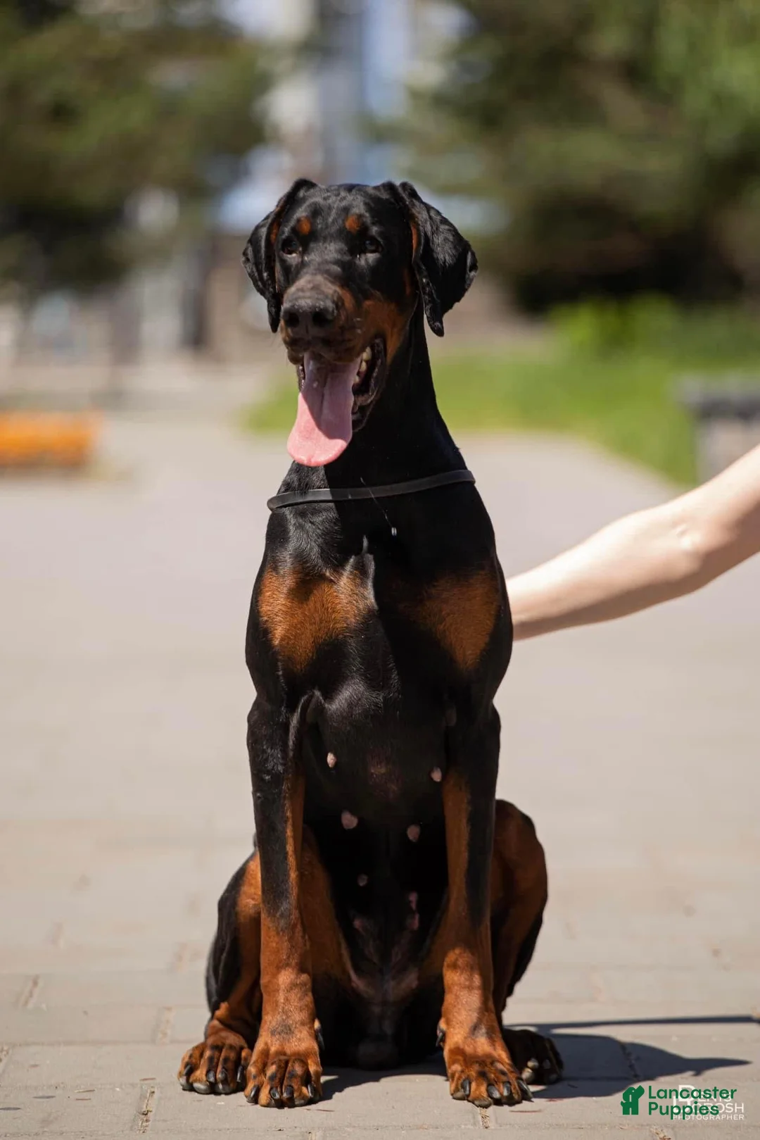 Gallery Image {{count}}