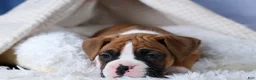 Boxer dogs for sale: Sawyer - Ad 2