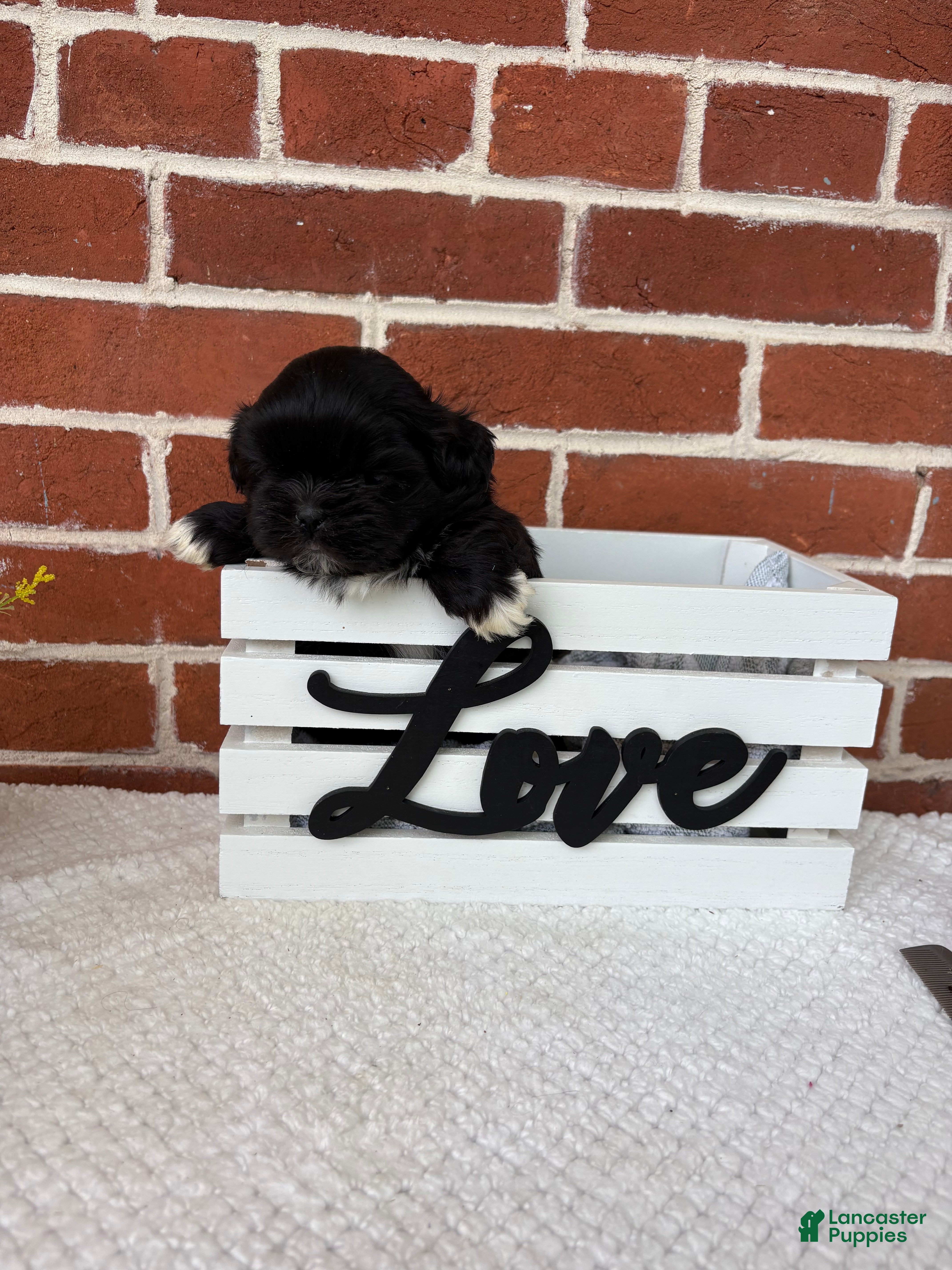Shih Tzu dogs for sale: Leo - Ad 6