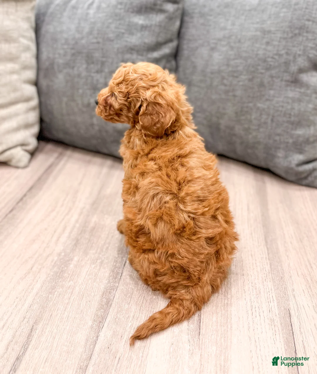 Labradoodle dogs for sale: Jester - Ad 5