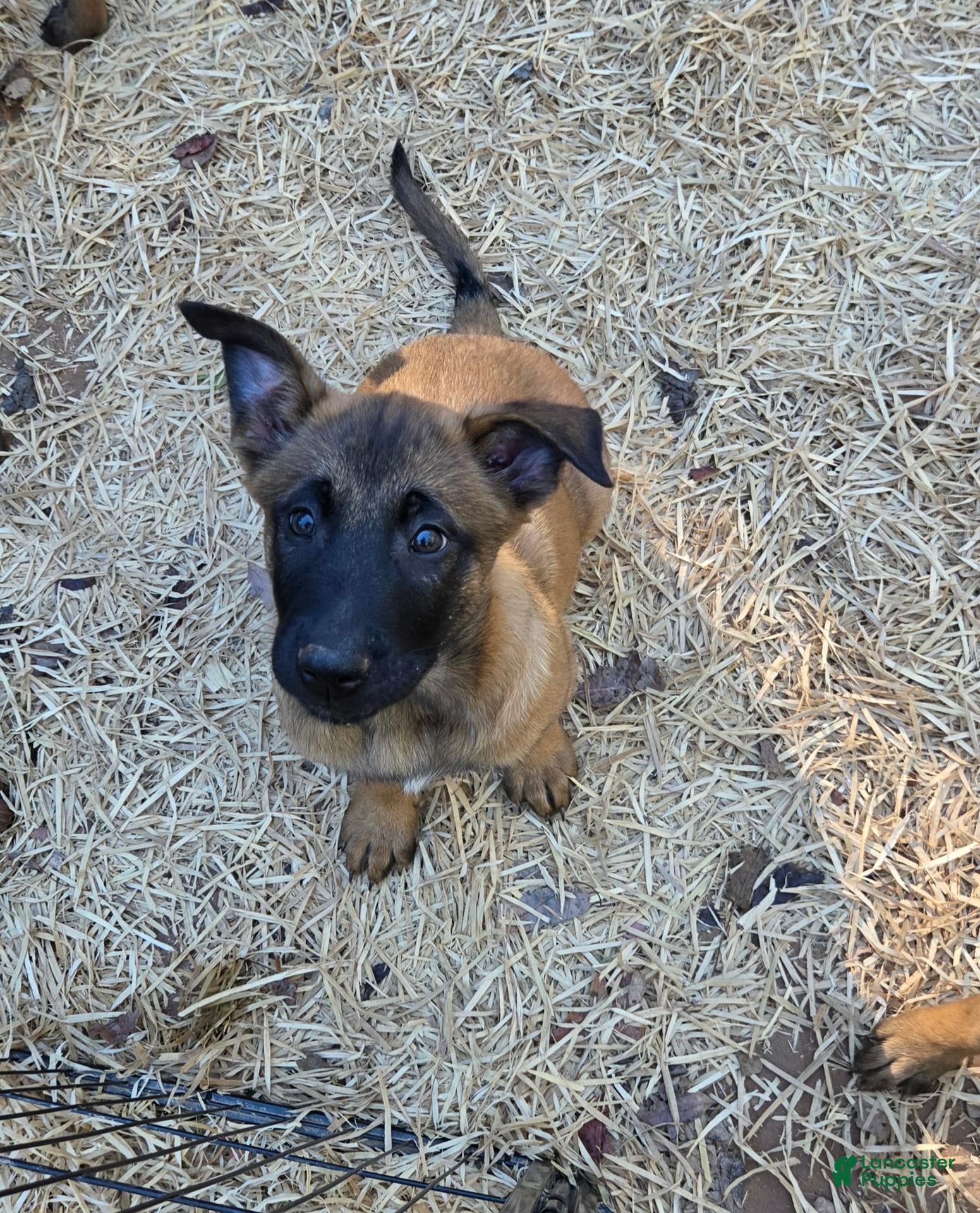 Belgian Malinois dogs for sale: Belgian Malinois 3 - Ad 1