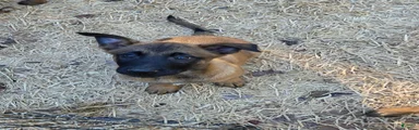 Belgian Malinois 3