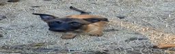 Belgian Malinois dogs for sale: Belgian Malinois 3 - Ad 1