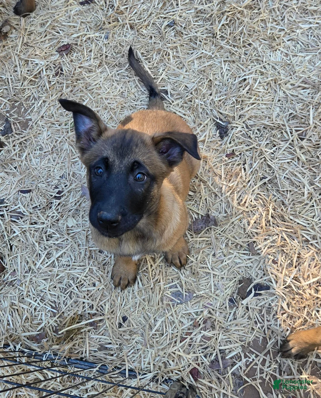 Belgian Malinois dogs for sale: Belgian Malinois 3 - Ad 1
