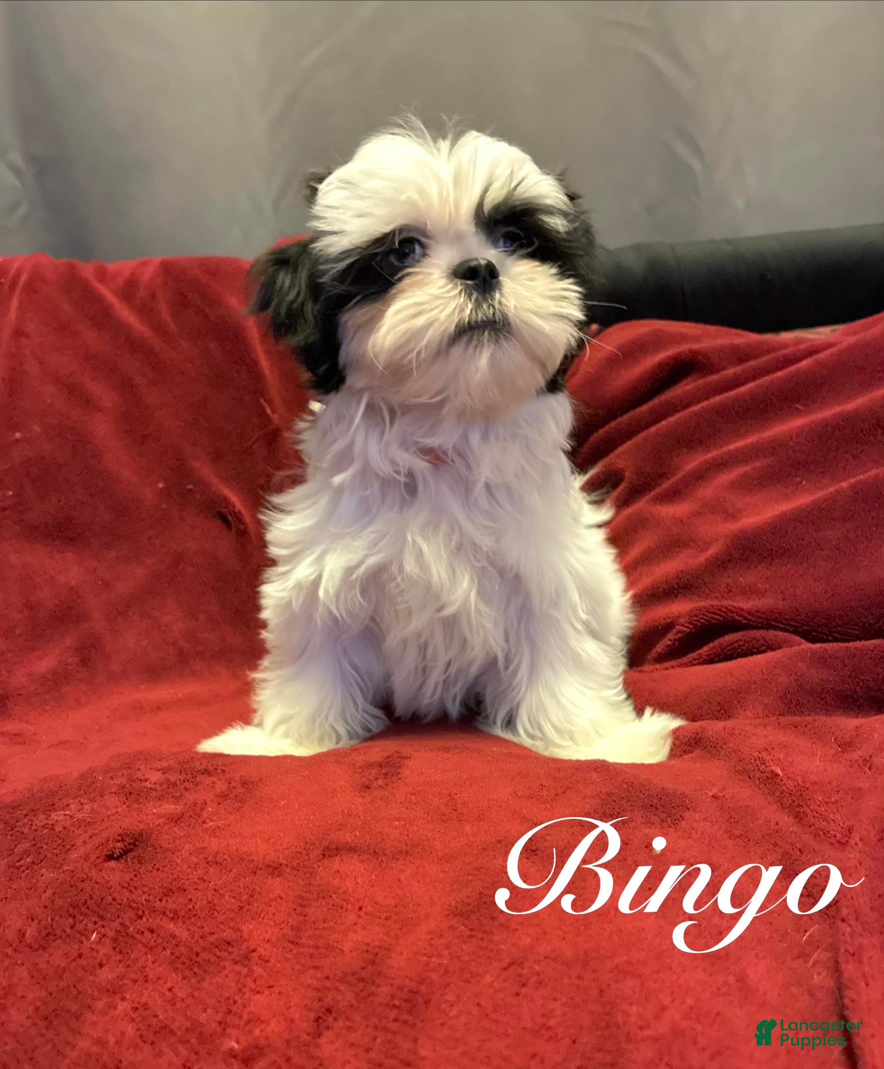 Shih Tzu dogs Bingo - Ad 12