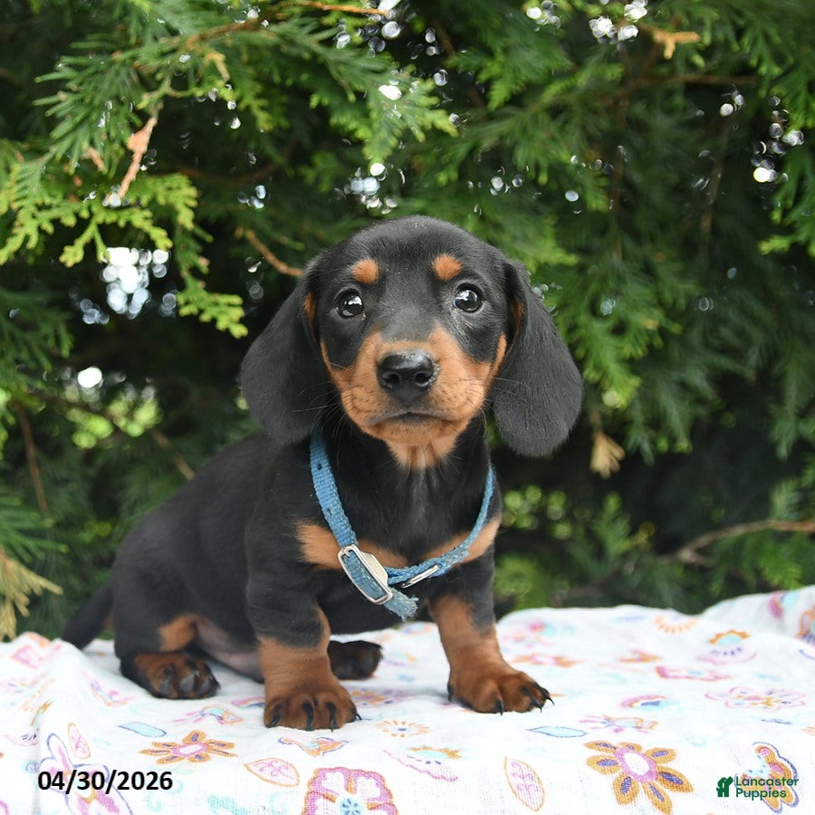 Miniature Dachshund dogs Lars  - Ad 2