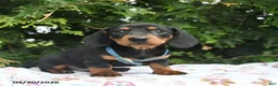 Miniature Dachshund dogs for sale: Lars  - Ad 2