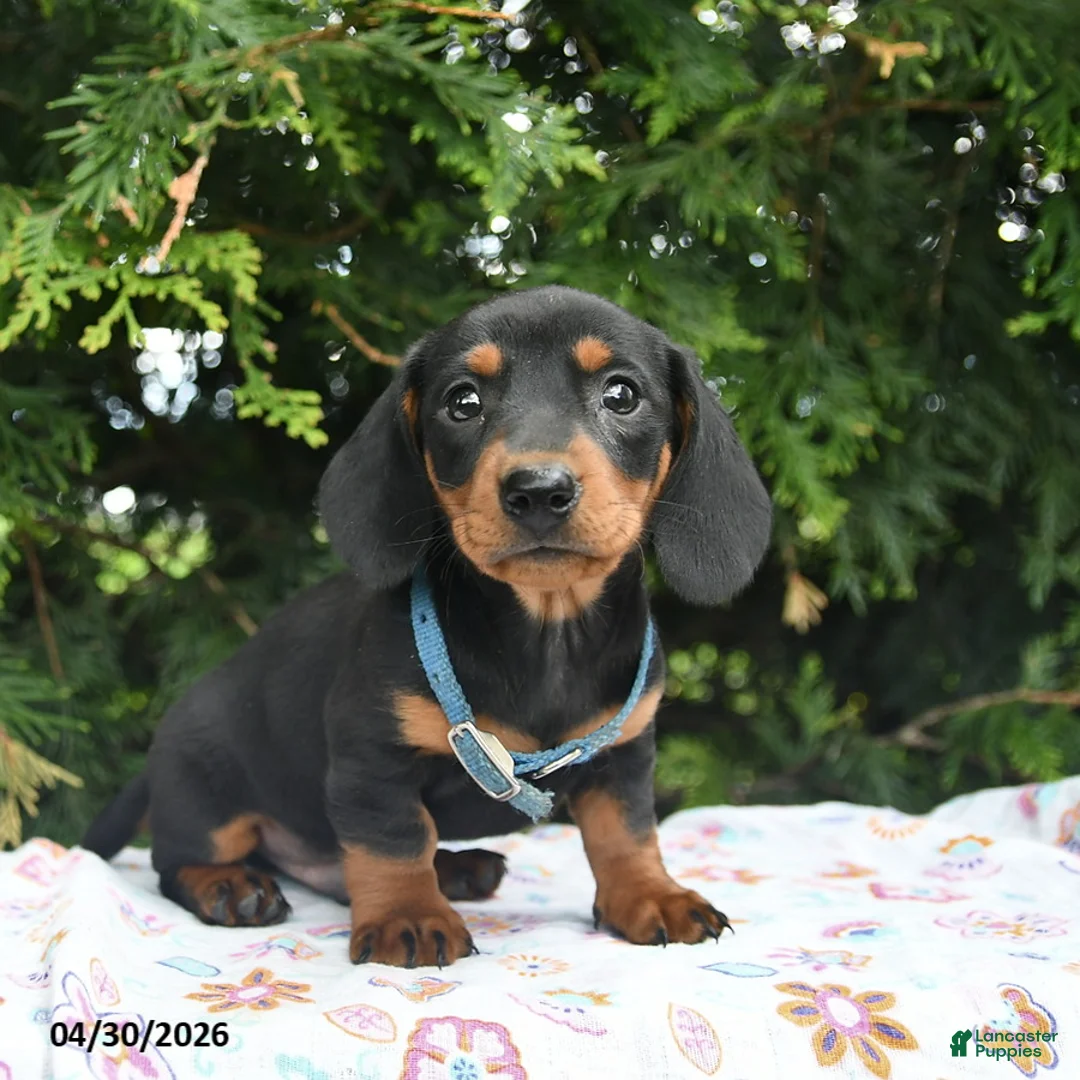 Miniature Dachshund dogs for sale: Lars  - Ad 2