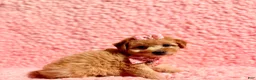 Toy Poodle dogs for sale: Precious apricot toy - Ad 2