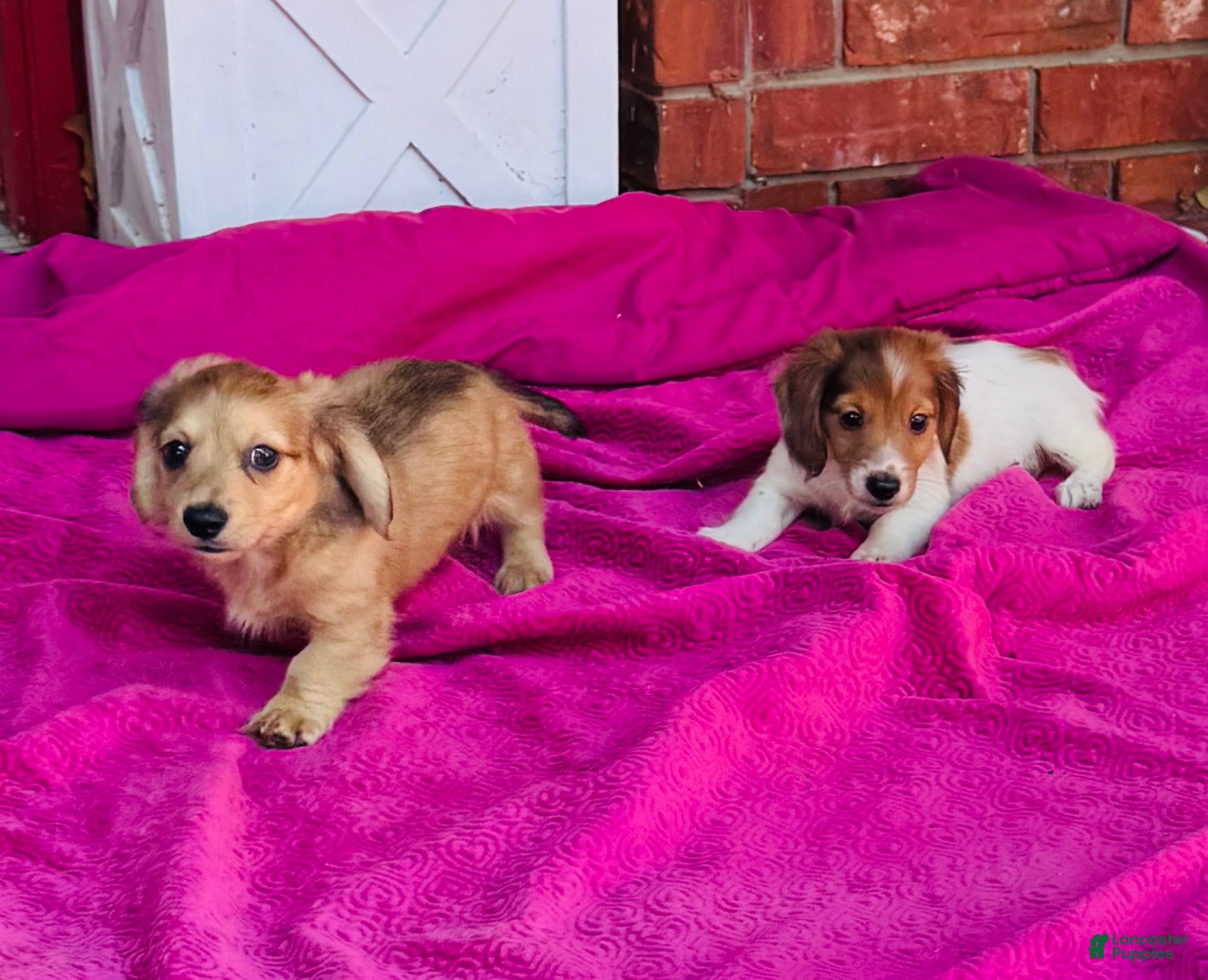 Miniature Dachshund dogs Whiskey (Longhair) - Ad 2