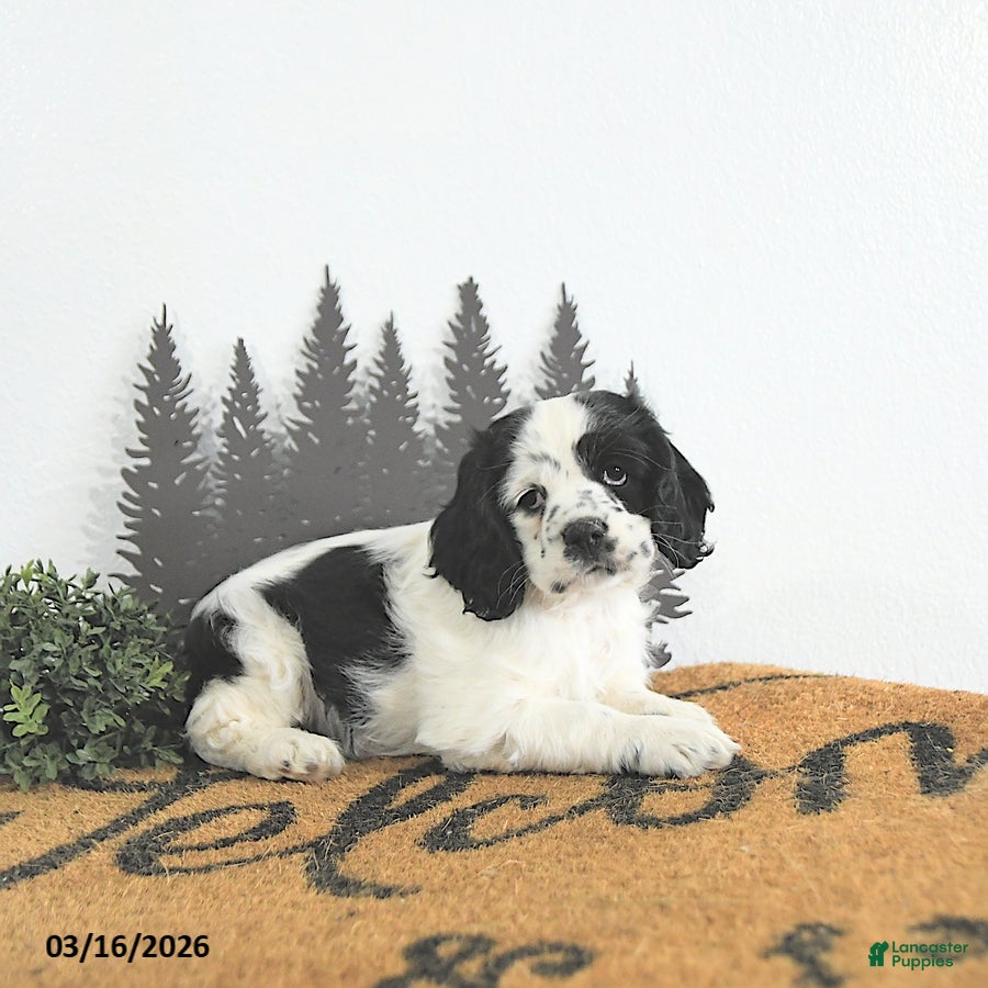 Cocker Spaniel dogs Izzy - Ad 2