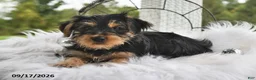 Morkie dogs for sale: Pumpkin - Ad 4