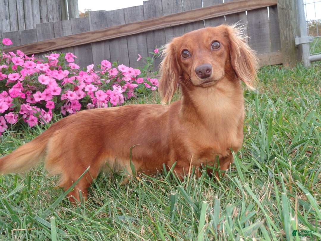 Miniature Dachshund dogs for sale: Denise - Ad 7