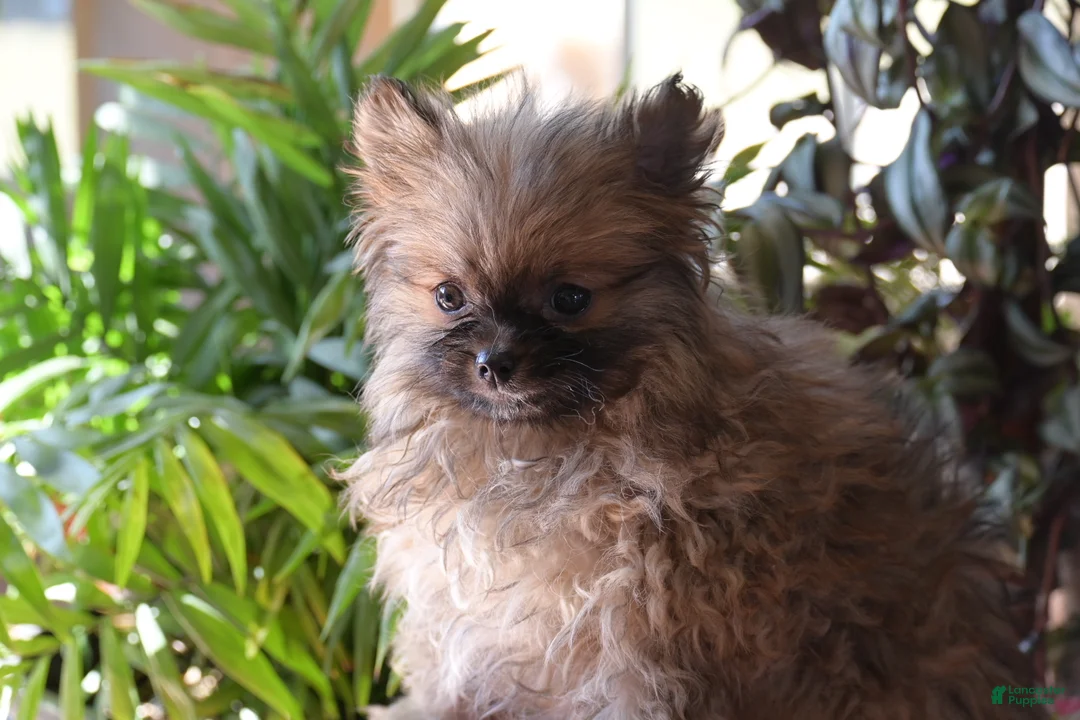 Pomeranian dogs for sale: Tiny - Ad 2