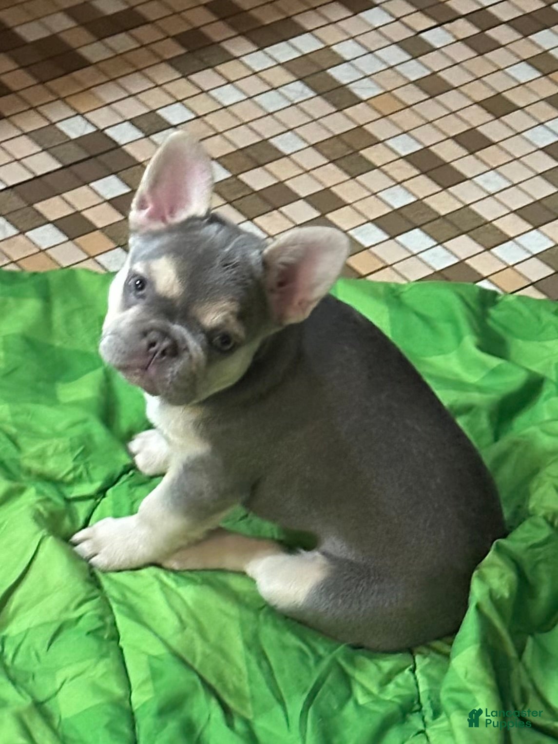 French Bulldog dogs DOLCE *FLUFFY and PINK CARRIER* - Ad 1
