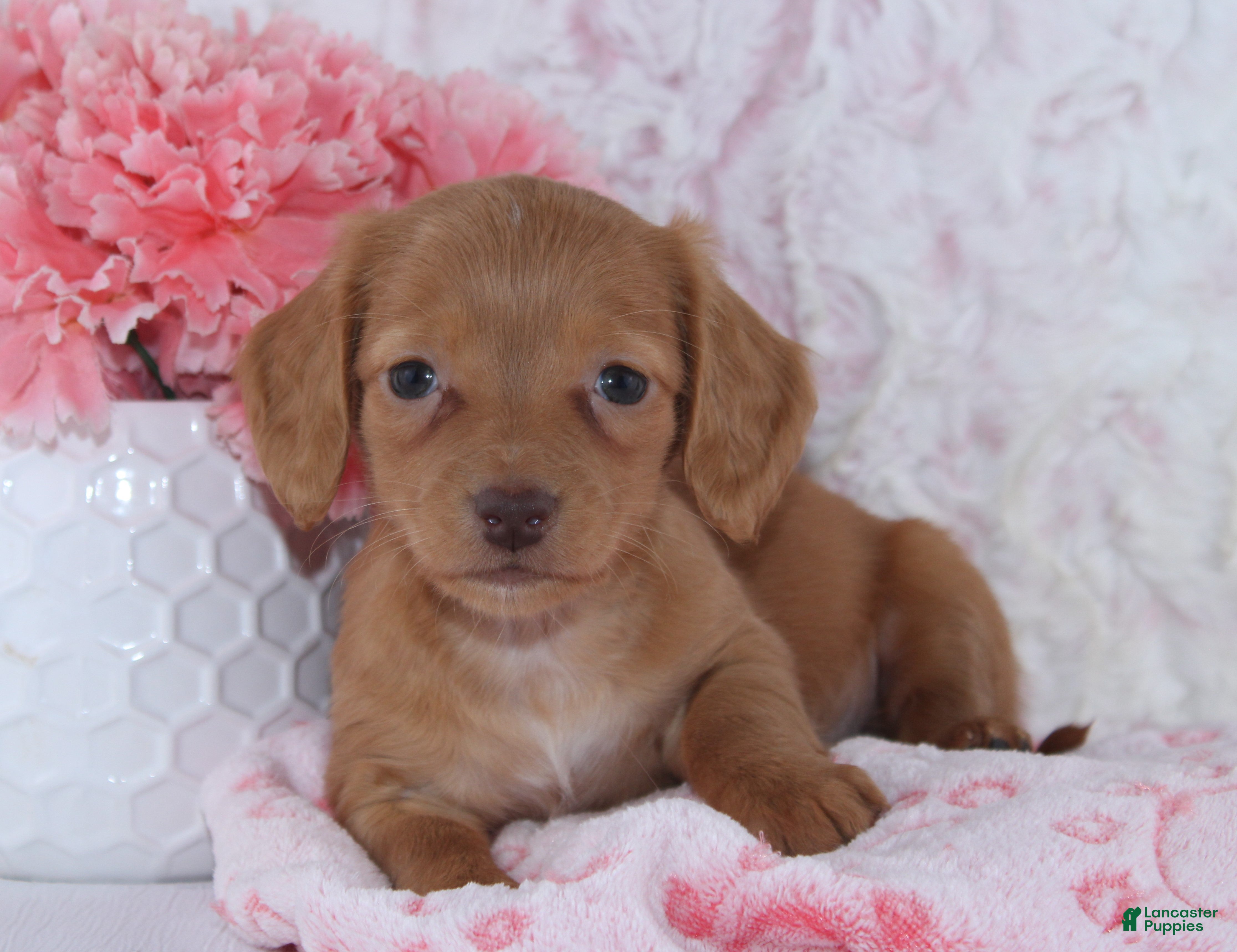Miniature Dachshund dogs Brianna - Ad 4