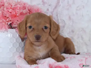 Miniature Dachshund dogs Brianna - Ad 4