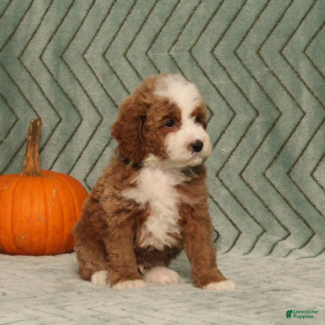 Miniature Poodle dogs for sale: Gus - Irish Spotting - Ad 2