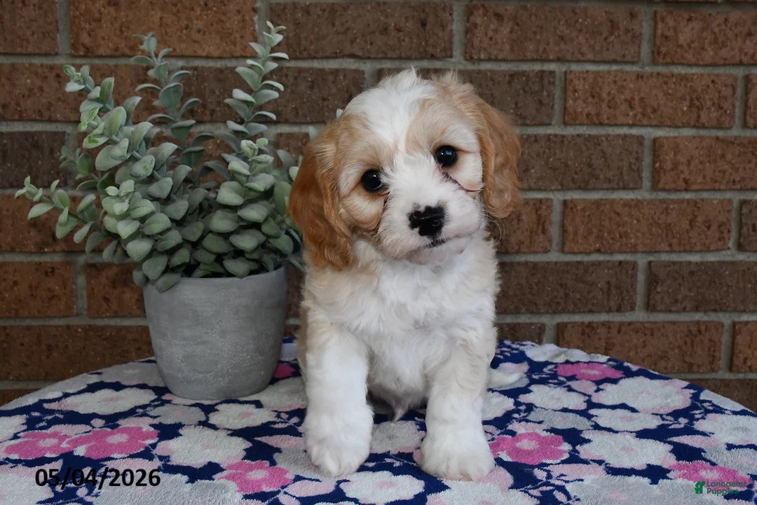 Cavachon dogs for sale: Elmo - Ad 2