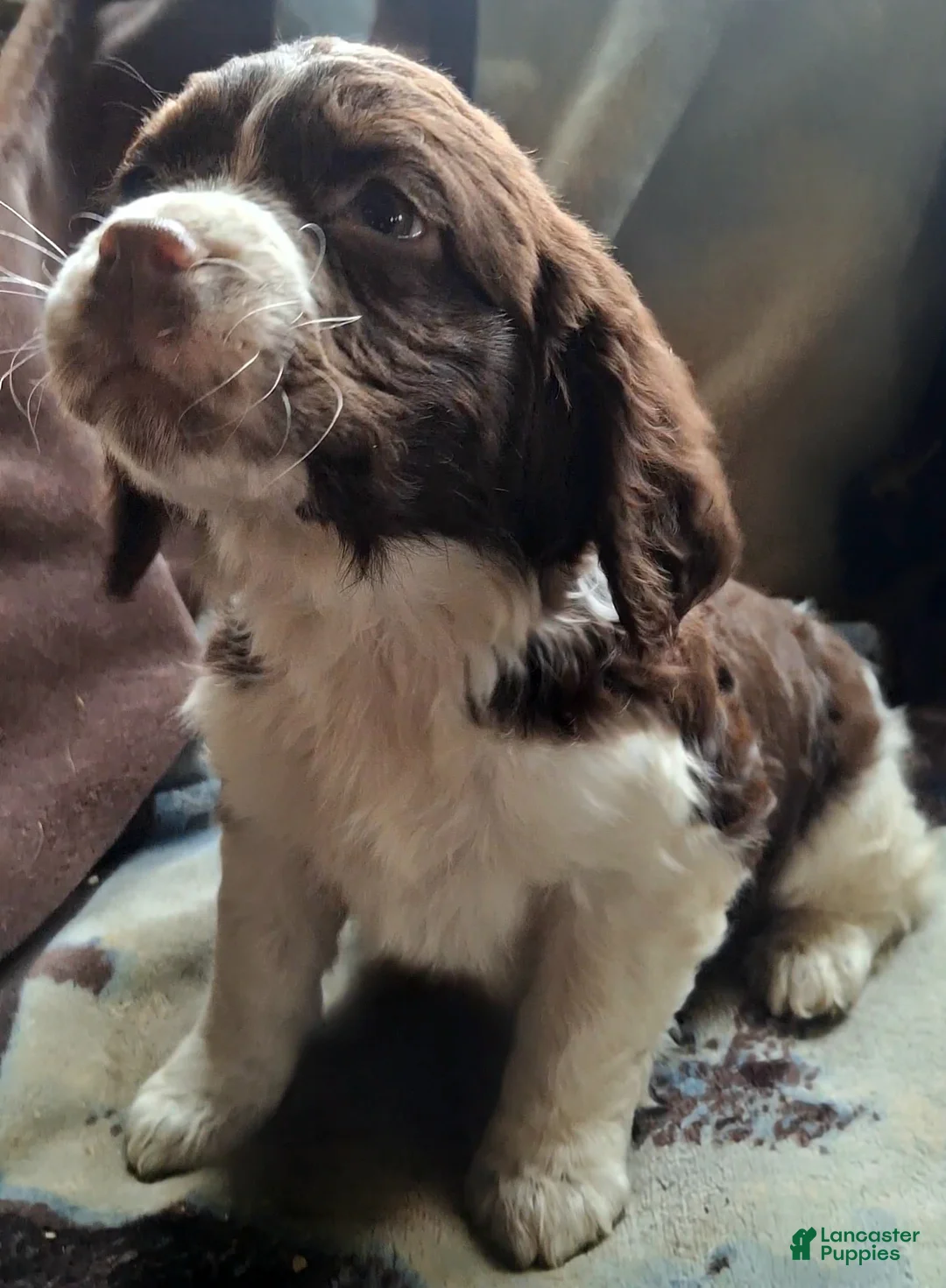 English Springer Spaniel dogs for sale: Sammy - Ad 4