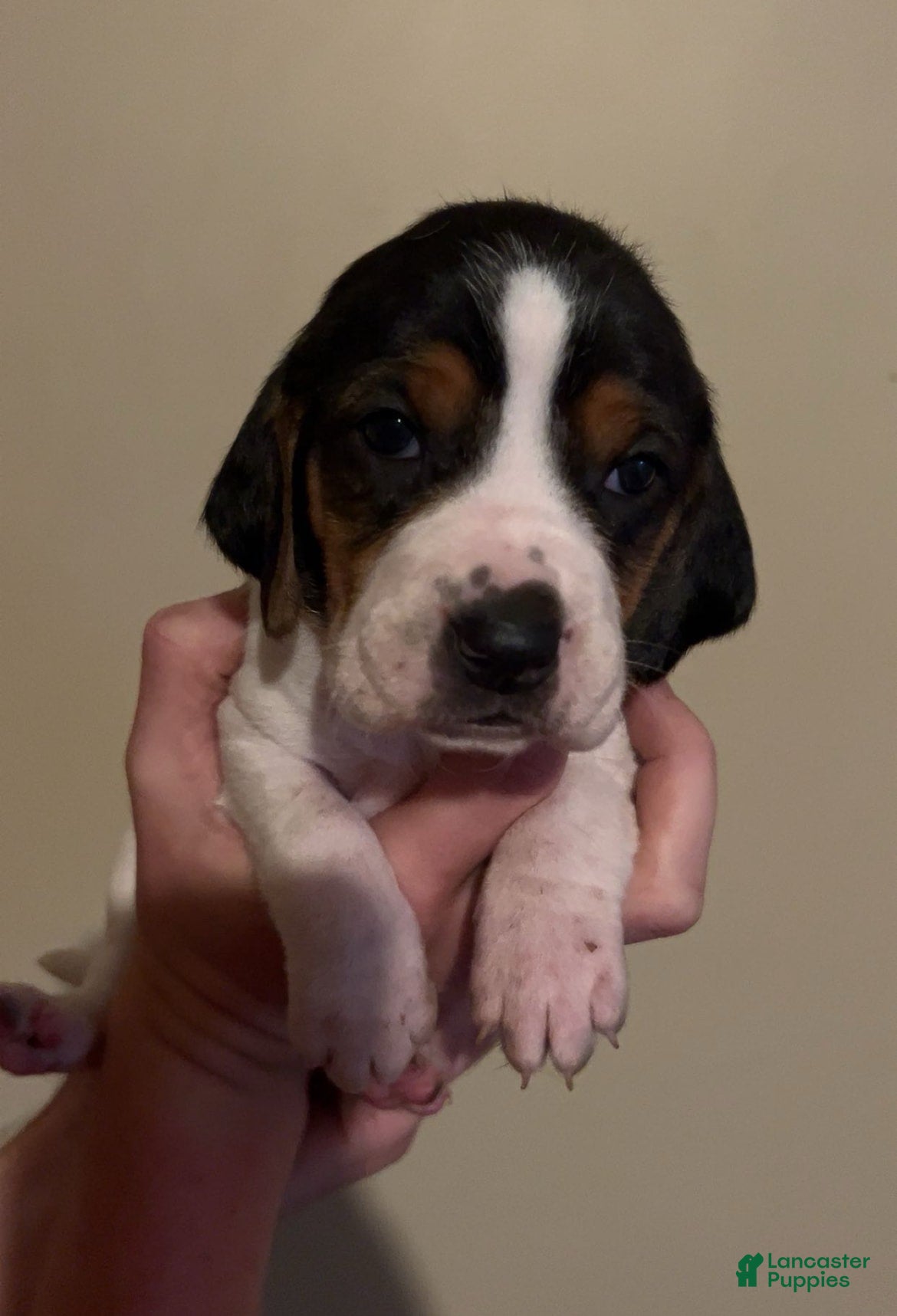 Walker Ukc Plott Classifieds Walker Hound Puppies For Sale
