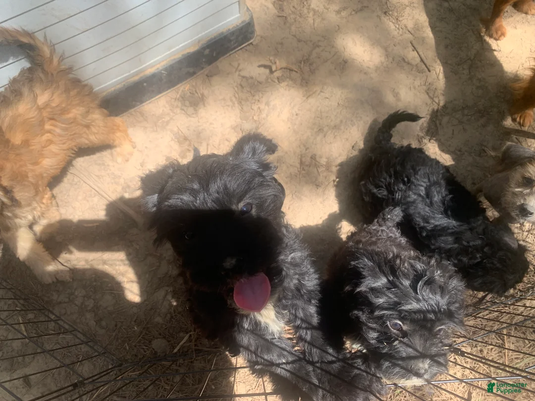 Cavapoo dogs for sale: Cavapoo Puppy 2 - Ad 1
