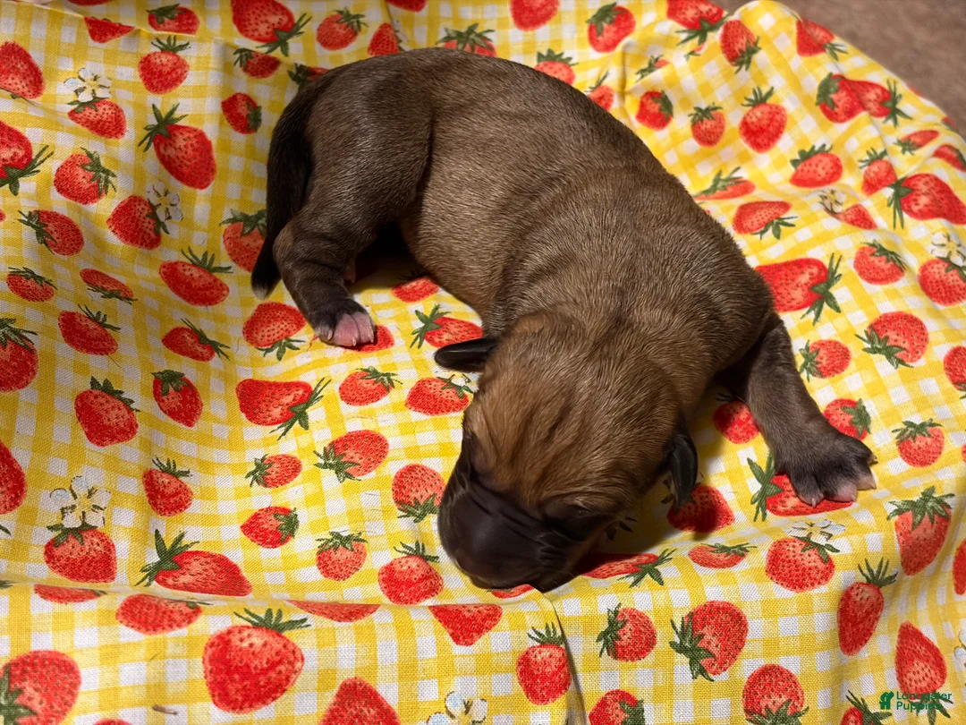 Mixed Breed dogs for sale: Orange Girl - Ad 2