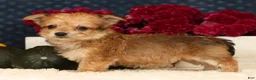 Yochon dogs for sale: Timmy - Ad 5