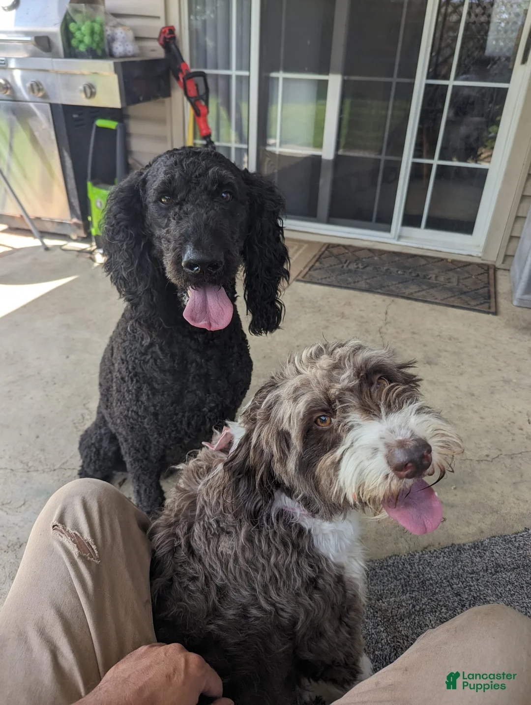 Gallery Image {{count}}