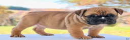 English Bulldog dogs for sale: Sophie - Ad 4
