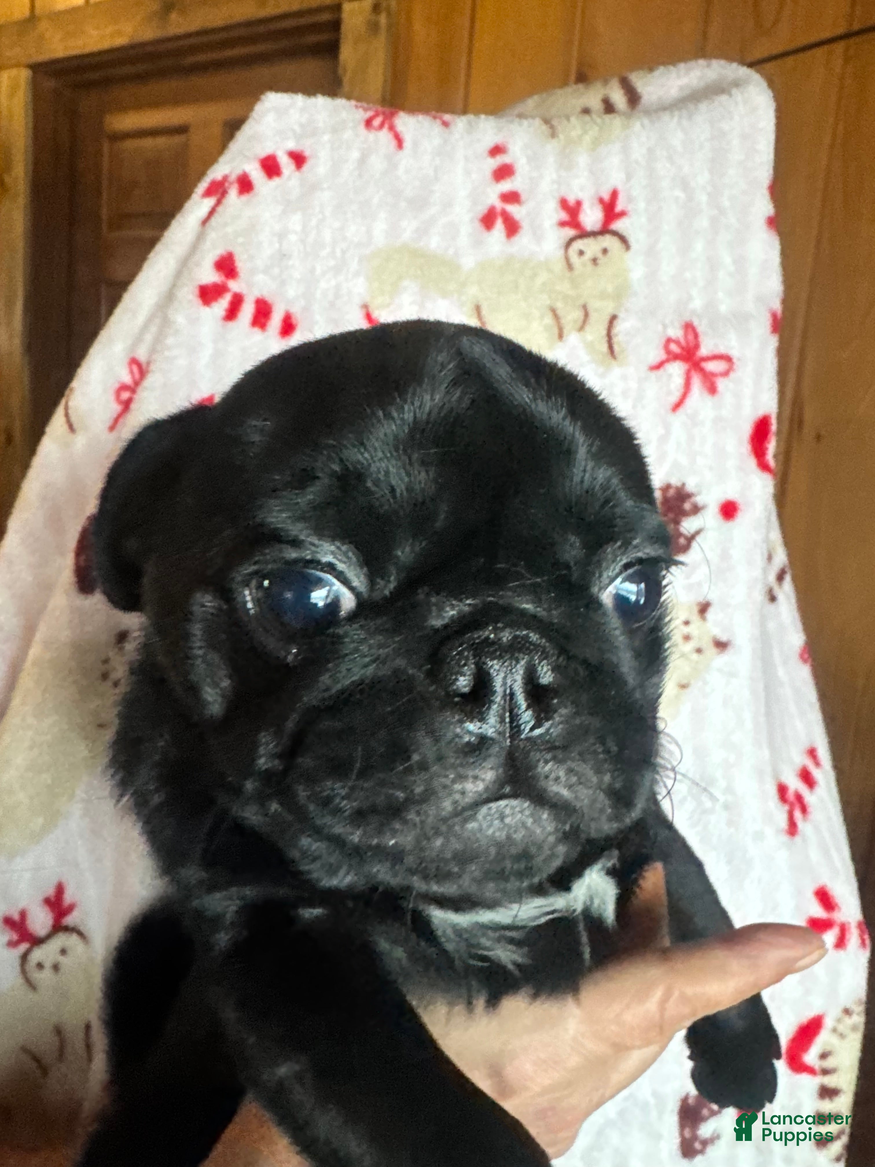 Pug dogs Pug Puppy 5 - Ad 5