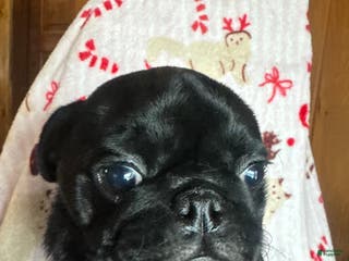 Pug dogs Pug Puppy 5 - Ad 5