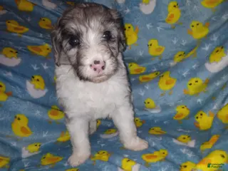 Aussiedoodle dogs Aussiedoodle Puppy 4 - Ad 32