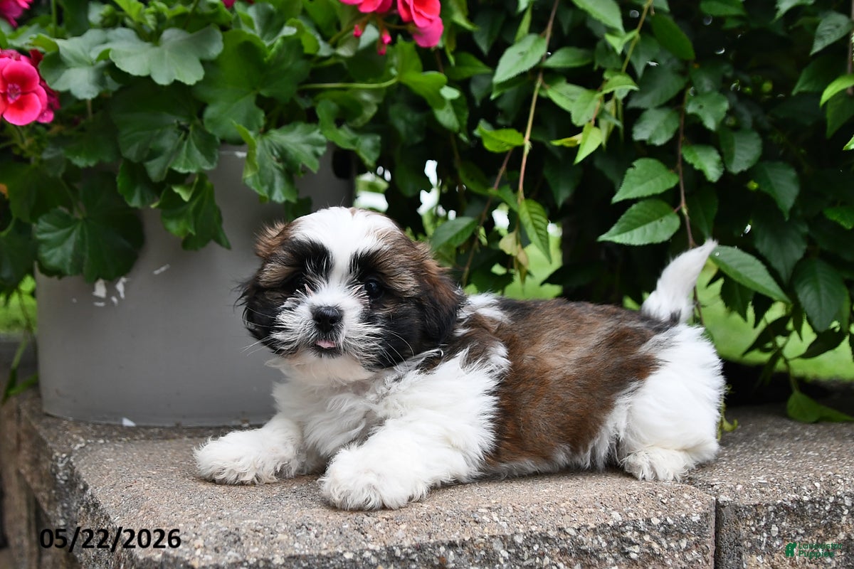 Shih Tzu dogs Buddy - Ad 2