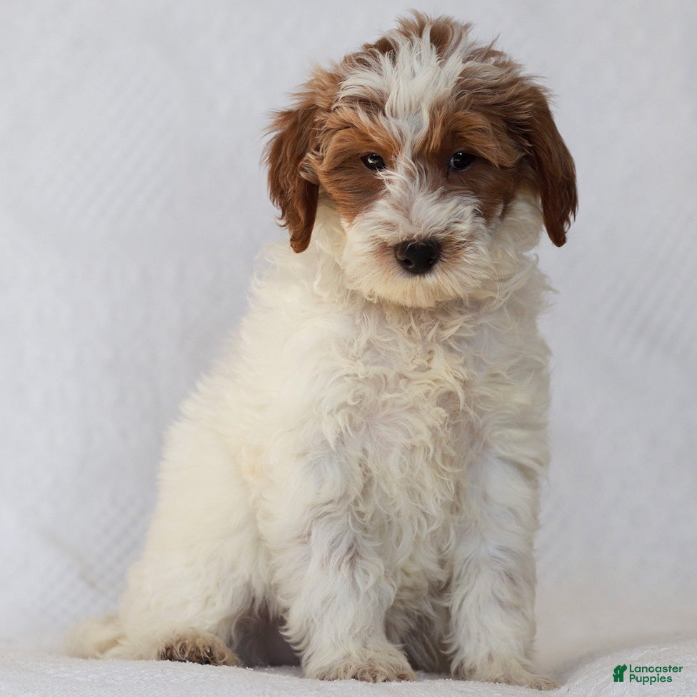 Goldendoodle dogs Lilac - Ad 14
