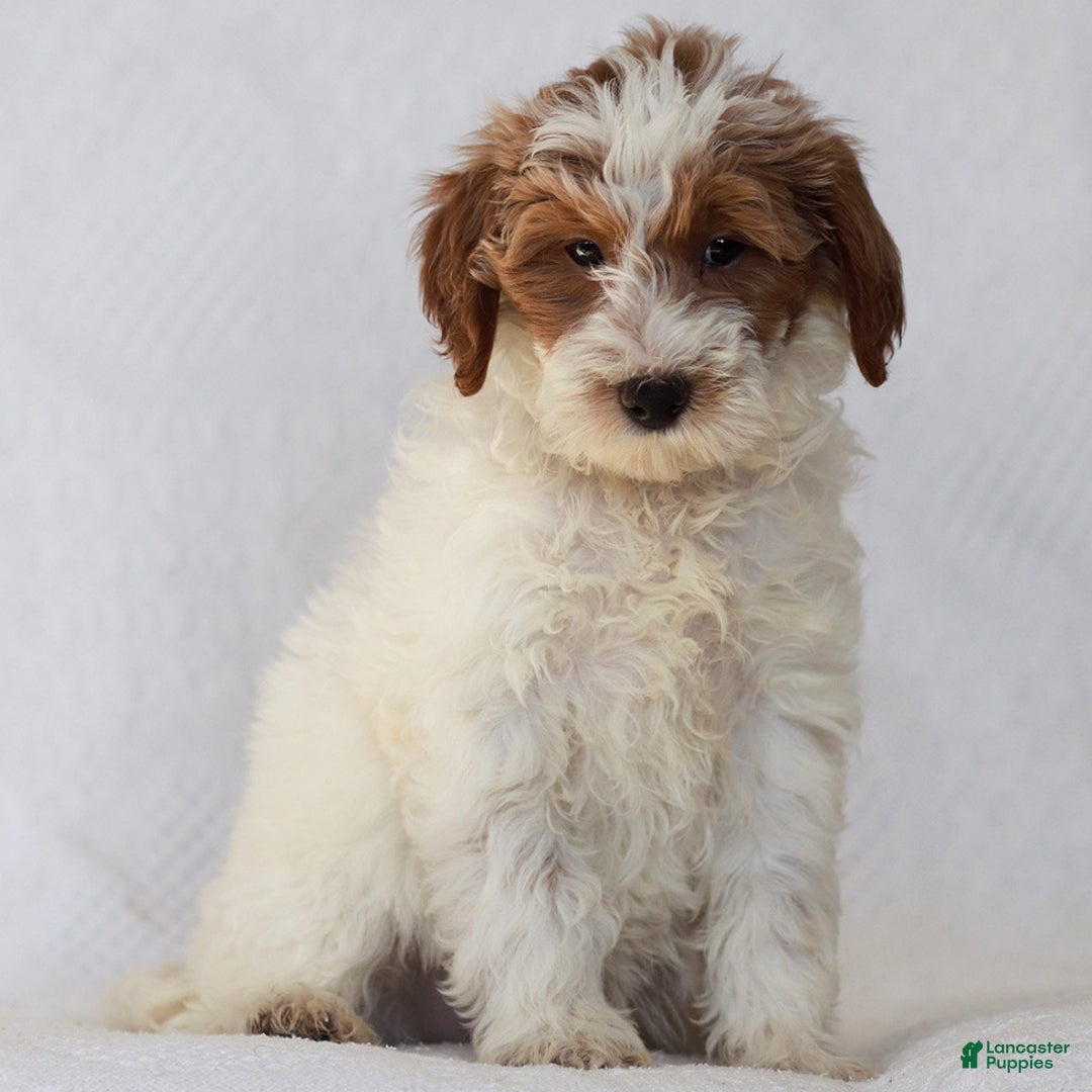 Goldendoodle dogs for sale: Lilac - Ad 1