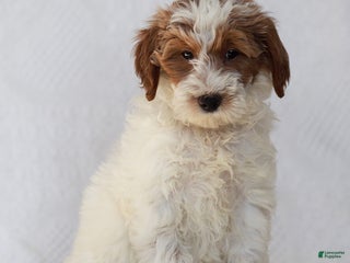 Goldendoodle dogs Lilac - Ad 14