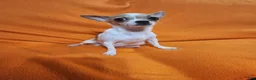 Chihuahua dogs for sale: Bear - Ad 7