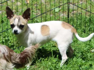Chihuahua dogs Sassy - Ad 7