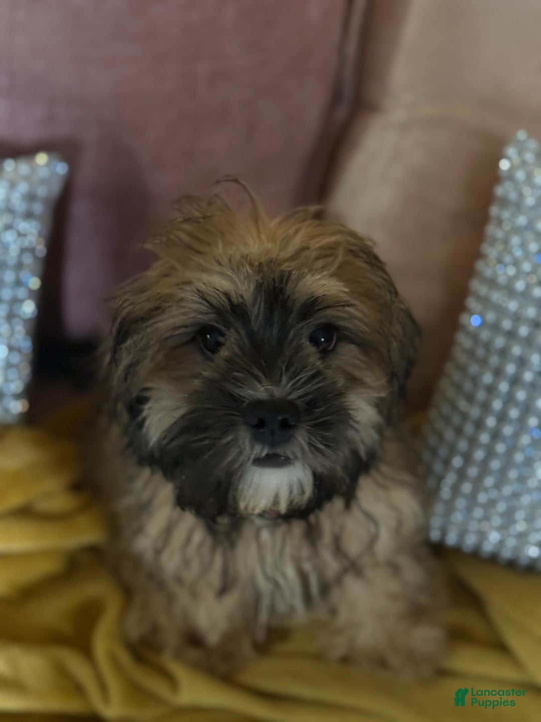 Mixed Breed dogs for sale: Mixed Breed Puppy 2 - Image 13